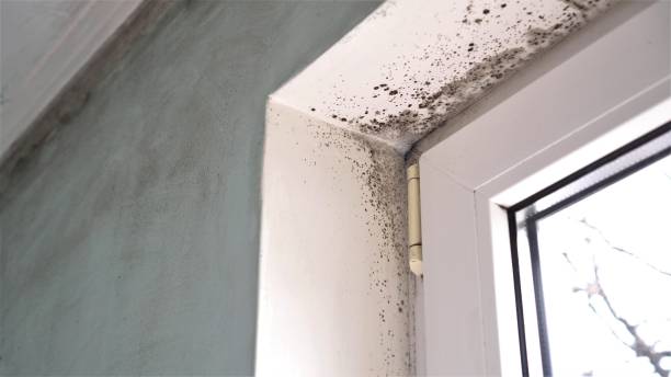 Attic Mold Removal in Amity Gardens, PA