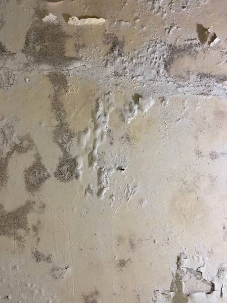Best Commercial Mold Removal  in Amity Gardens, PA