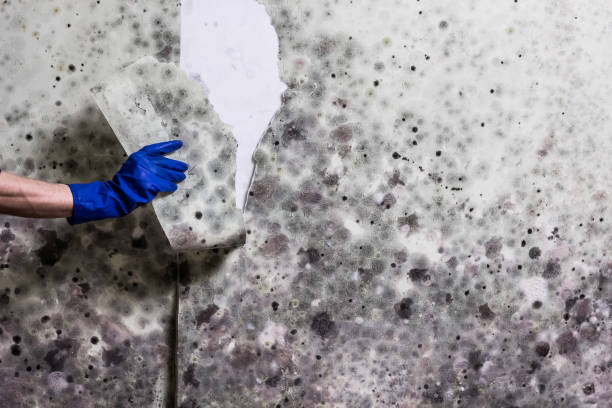 Best Emergency Mold Removal  in Amity Gardens, PA
